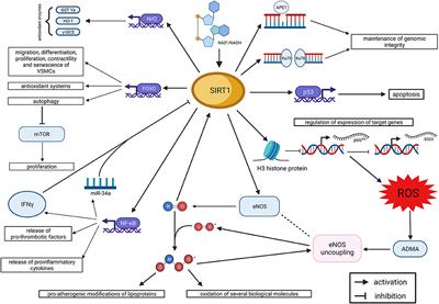 Frontiers Sirtuin In Endothelial Dysfunction And Cardiovascular Aging